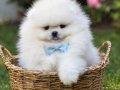 ÜST KALİTE 1DİŞİ 1 ERKEK POMERANİAN BOO 