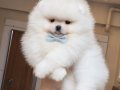 ÜST KALİTE 1DİŞİ 1 ERKEK POMERANİAN BOO 