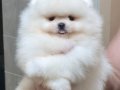ÜST KALİTE 1DİŞİ 1 ERKEK POMERANİAN BOO 