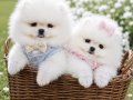 ÜST KALİTE 1DİŞİ 1 ERKEK POMERANİAN BOO 