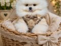 Üst kalite karbeyaz ayıcık surat pomeranian boo 