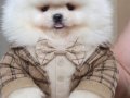 Üst kalite karbeyaz ayıcık surat pomeranian boo 