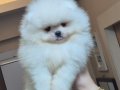 Ayıcık yüz orijinal ırk pomeranian boo 