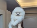 Ayıcık yüz orijinal ırk pomeranian boo 