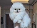 Ayıcık yüz orijinal ırk pomeranian boo 