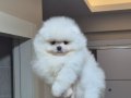 Ayıcık yüz orijinal ırk pomeranian boo 