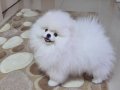 ÜST KALİTE POMERANİAN BOO ERKEK 