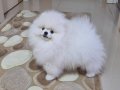 ÜST KALİTE POMERANİAN BOO ERKEK 