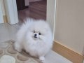 ÜST KALİTE POMERANİAN BOO ERKEK 