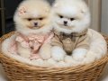 ÜST KALİTE MİNİ BOY 1 DİŞİ 1 ERKEK POMERANİAN BOO 