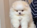 ÜST KALİTE MİNİ BOY 1 DİŞİ 1 ERKEK POMERANİAN BOO 