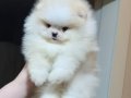ÜST KALİTE MİNİ BOY 1 DİŞİ 1 ERKEK POMERANİAN BOO 