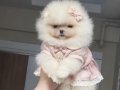 ÜST KALİTE MİNİ BOY 1 DİŞİ 1 ERKEK POMERANİAN BOO 