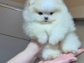 ÜST KALİTE MİNİ BOY 1 DİŞİ 1 ERKEK POMERANİAN BOO 