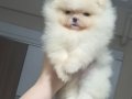 ÜST KALİTE MİNİ BOY 1 DİŞİ 1 ERKEK POMERANİAN BOO 