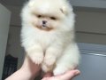 ÜST KALİTE MİNİ BOY 1 DİŞİ 1 ERKEK POMERANİAN BOO 