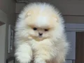 ÜST KALİTE TEACUP AYICIK YÜZ POMERANİAN BOO ERKEK 