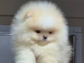ÜST KALİTE TEACUP AYICIK YÜZ POMERANİAN BOO ERKEK 