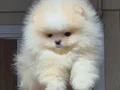 ÜST KALİTE TEACUP AYICIK YÜZ POMERANİAN BOO ERKEK 