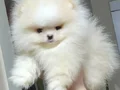 ÜST KALİTE TEACUP AYICIK YÜZ POMERANİAN BOO ERKEK 