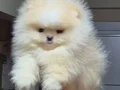 ÜST KALİTE TEACUP AYICIK YÜZ POMERANİAN BOO ERKEK 