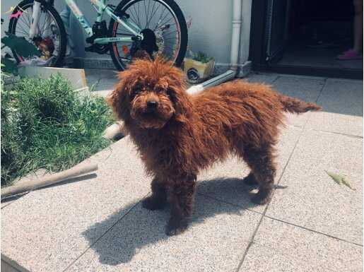 6 Aylık Dark Brown Dişi, Eğitimi ve Aşıları Tam