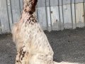 Eğitimli scr li av köpeği her avı yapar