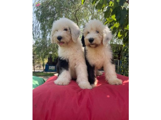 Nadir bulunan Bobtail dişi ve erkek yavru  