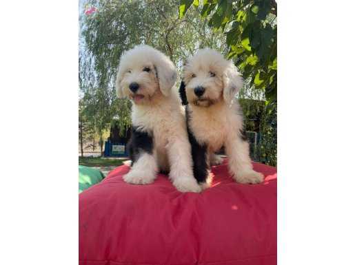 Türkiye’de nadir bulunan Bobtail yavruları 