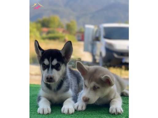 A KALİTE SİBİRYA KURDU YAVRULARI