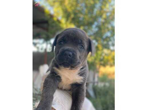 DEV CANE CORSA YAVRULARI