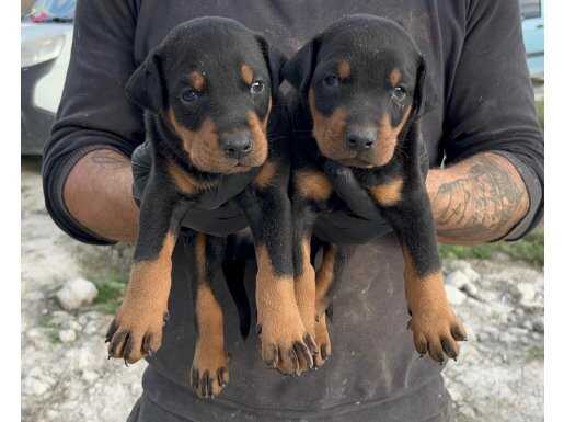 ÜST DÜZEY DOBERMAN YAVRU