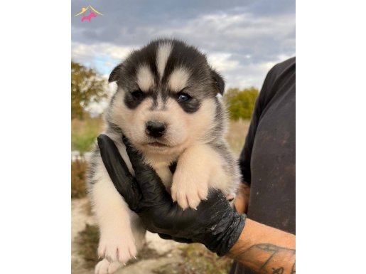 ÜST DÜZEY SİBİRYA KURDU YAVRULARI