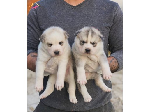 A KALİTE SİBİRYA KURDU YAVRULARI