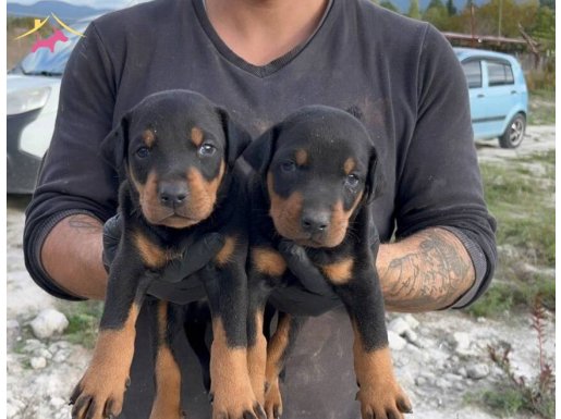 Üst düzey DOBERMAN yavruları