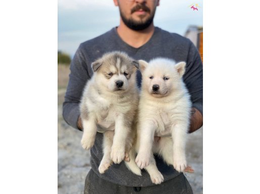 A KALİTE SİBİRYA KURDU YAVRULARI