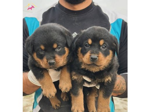 MACAR KOCA KAFA ROTWEİLER YAVRULARI