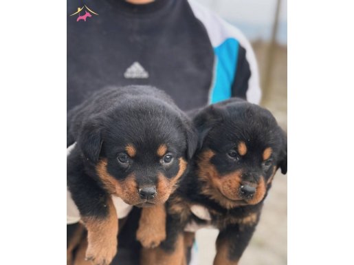 TÜRKİYENİN EN İYİ ROTWEİLER YAVRULARI