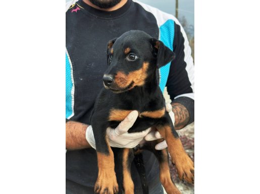 KİNG DOBERMAN YAVRULARI