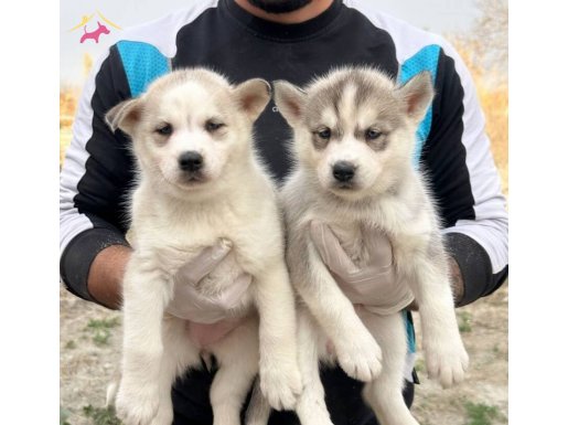 A KALİTE SİBİRYA KURDU YAVRULARI