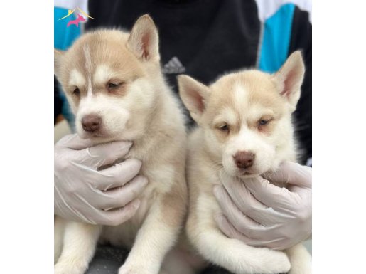 Üst düzey Sibirya kurdu yavruları