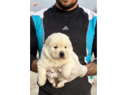 AYI SURAT CHOW CHOW YAVRULARI