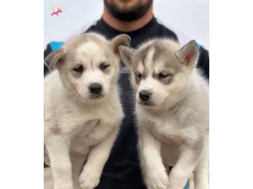 MAVİŞ GÖZLÜ SİBİRYA KURDU YAVRULARI