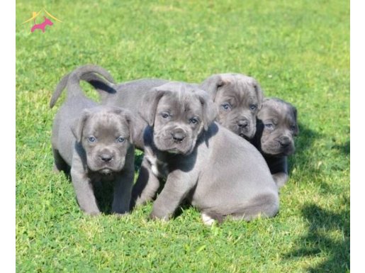 DEV CANE CORSA YAVRULARI