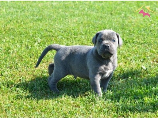 Türkiye’nin en iyi yavruları 