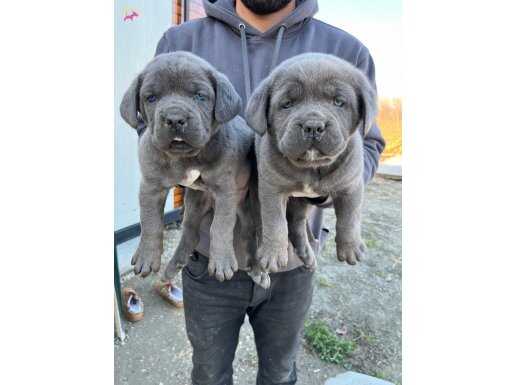 DEV CANE CORSA YAVRULARI