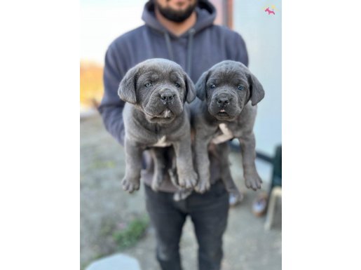 TÜRKİYENİN EN İYİ CANE CORSA YAVRULARI