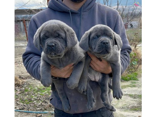 A KALİTE SAFKAN ORJİNAL CANE CORSA YAVRULARI 