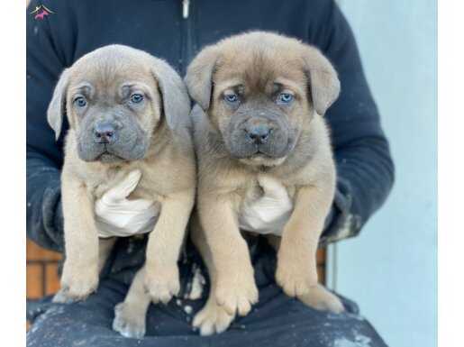 Formentino cane Corsa yavruları 