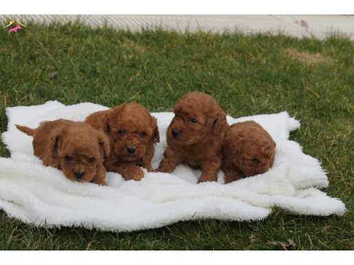A KALİTE TOY POODLE YAVRULARI